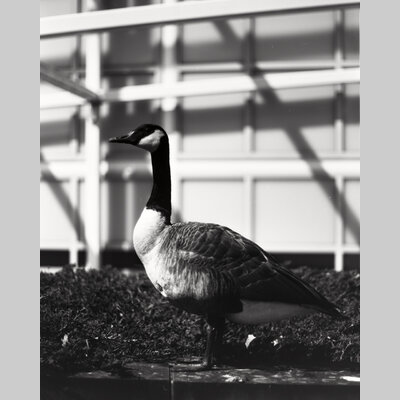 Canadian Goose 