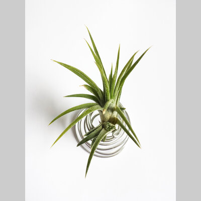 tillandsia ionantha