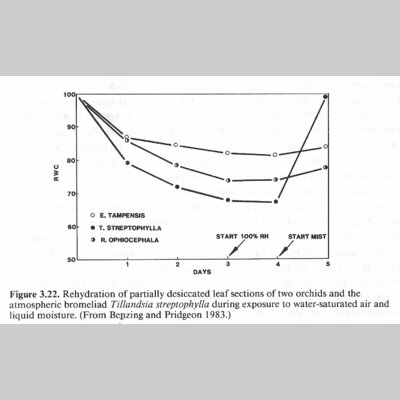 Chart that says: rehydration of partially desicated leaf sections of two orchids and the atmospheric bromeliad Tillandsia stroptophylla.  The Tillandsia shows a big spike in water absorptions.