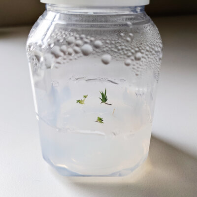 tillandsia seedlings